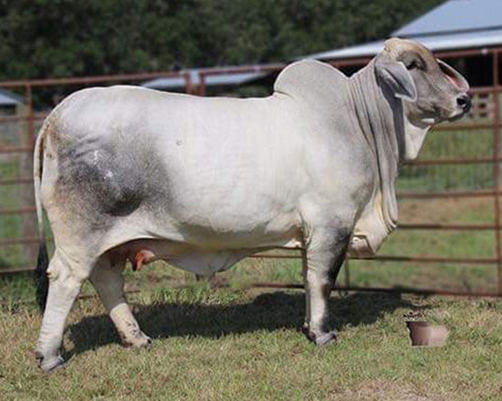 Gray Brahman Cattle