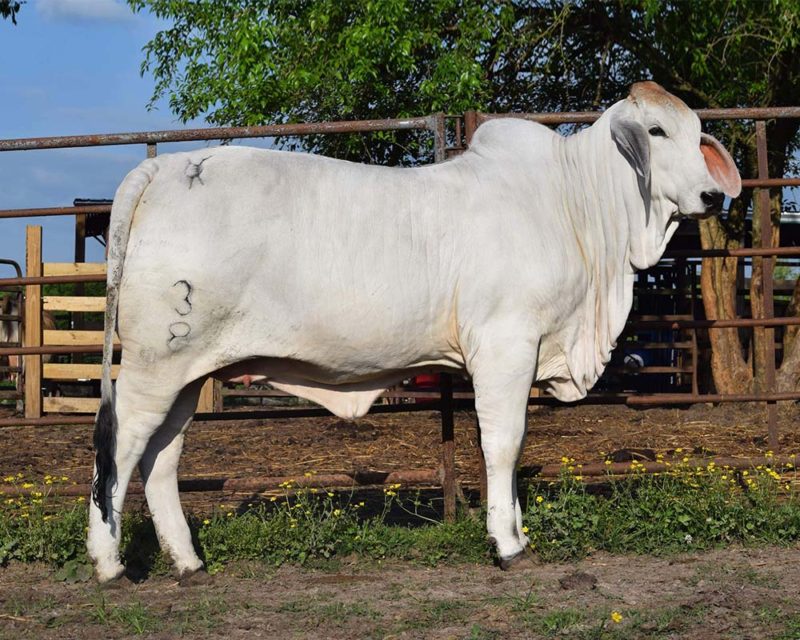 JDH SIR CLIVE MANSO 861/8 - Southern Brahman Cattle, Inc