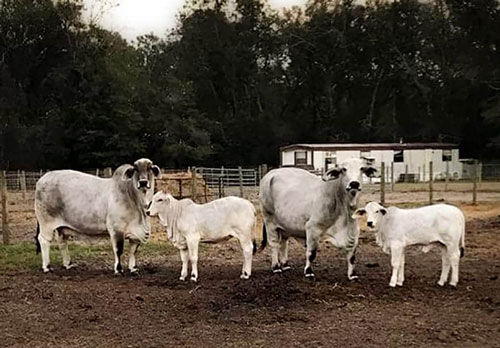 SouthernBrahman-BogueChitto-brahman-cattle