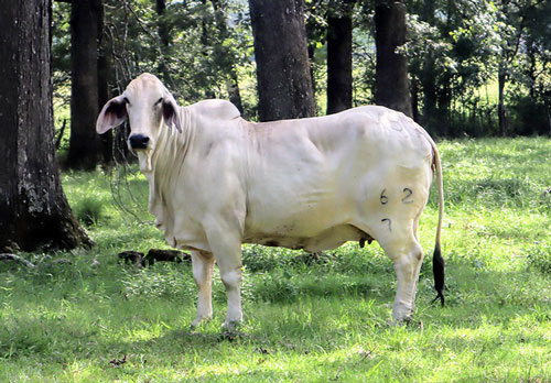 SouthernBrahman-BogueChitto-brahman-cow