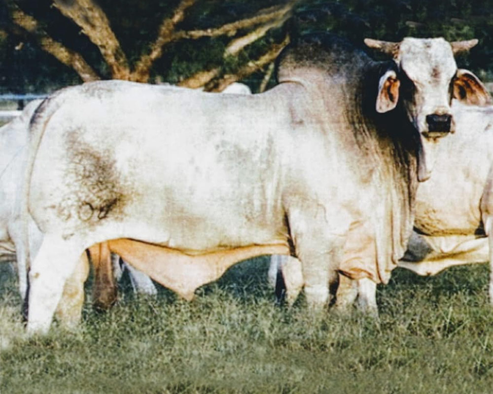 SouthernBrahman-BogueChitto-bulls-JDH-KARU-MANSO-800