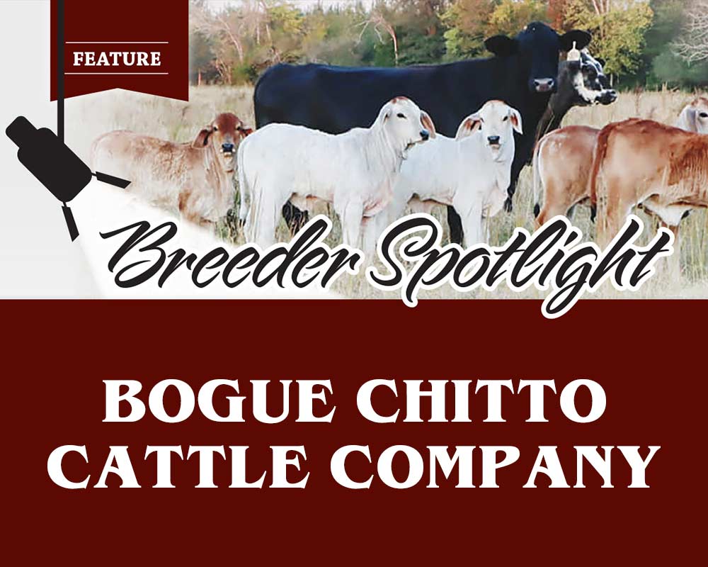 Southern Brahman Bogue Chitto spotlight